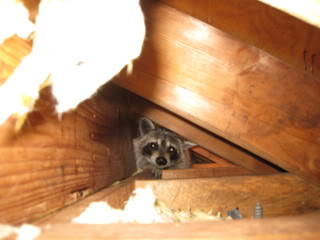 Young Raccoon in Soffit